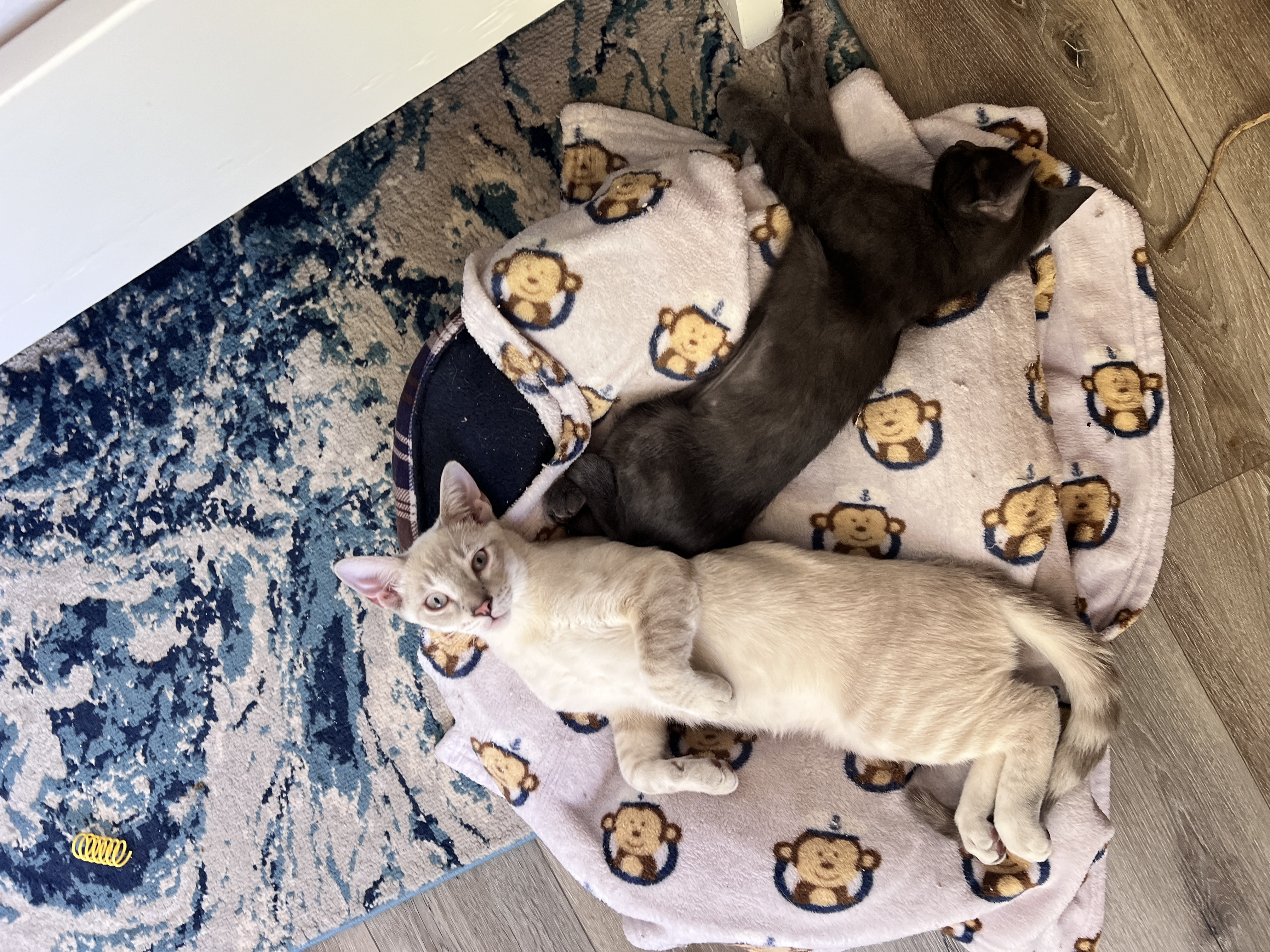 Enlarge Marshmallow (Marsh Man), a Adopted Oriental Short Hair in Tempe, AZ image 1/6