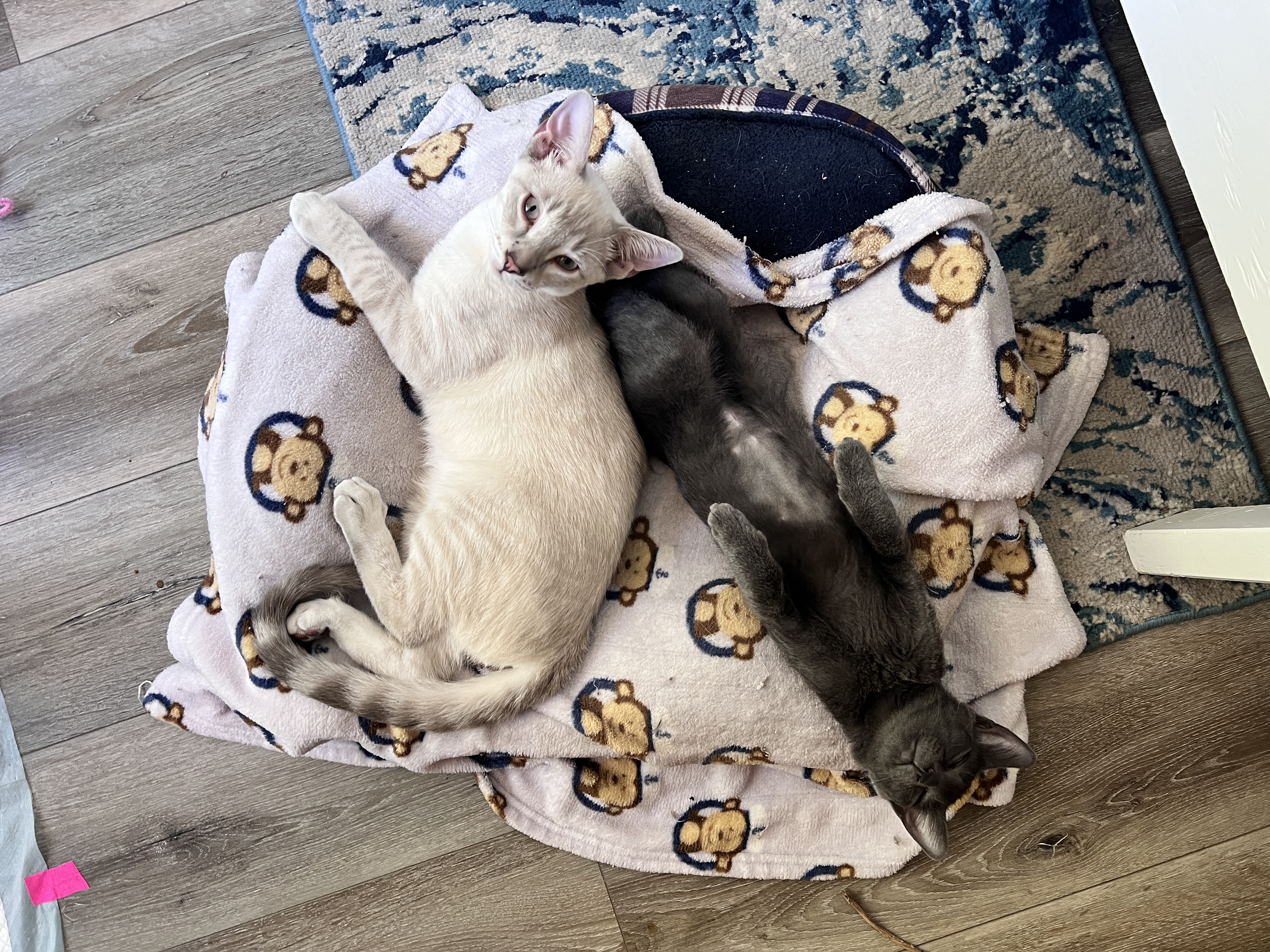 Enlarge Marshmallow (Marsh Man), a Adopted Oriental Short Hair in Tempe, AZ image 2/6