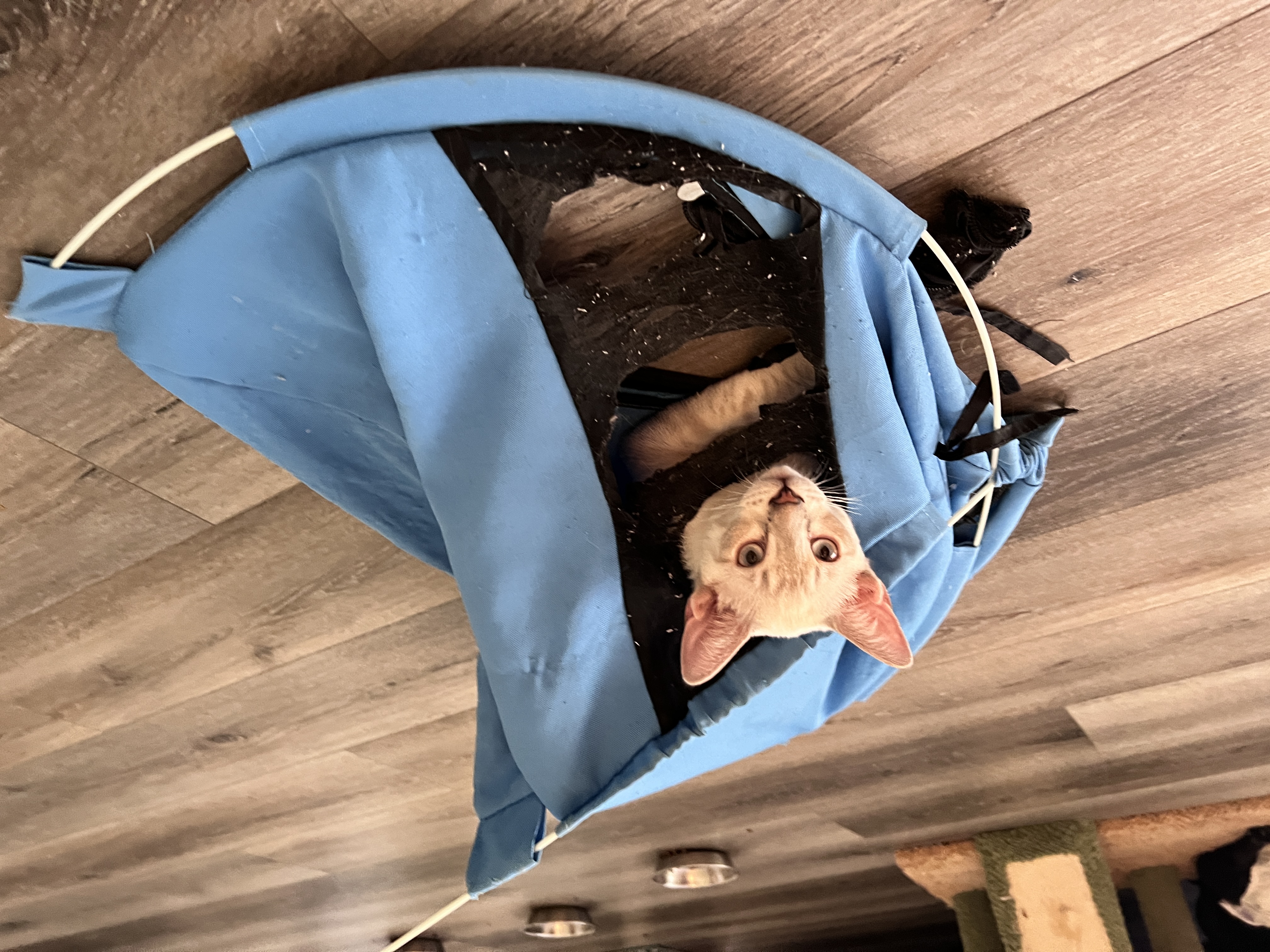 Enlarge Marshmallow (Marsh Man), a Adopted Oriental Short Hair in Tempe, AZ image 3/6