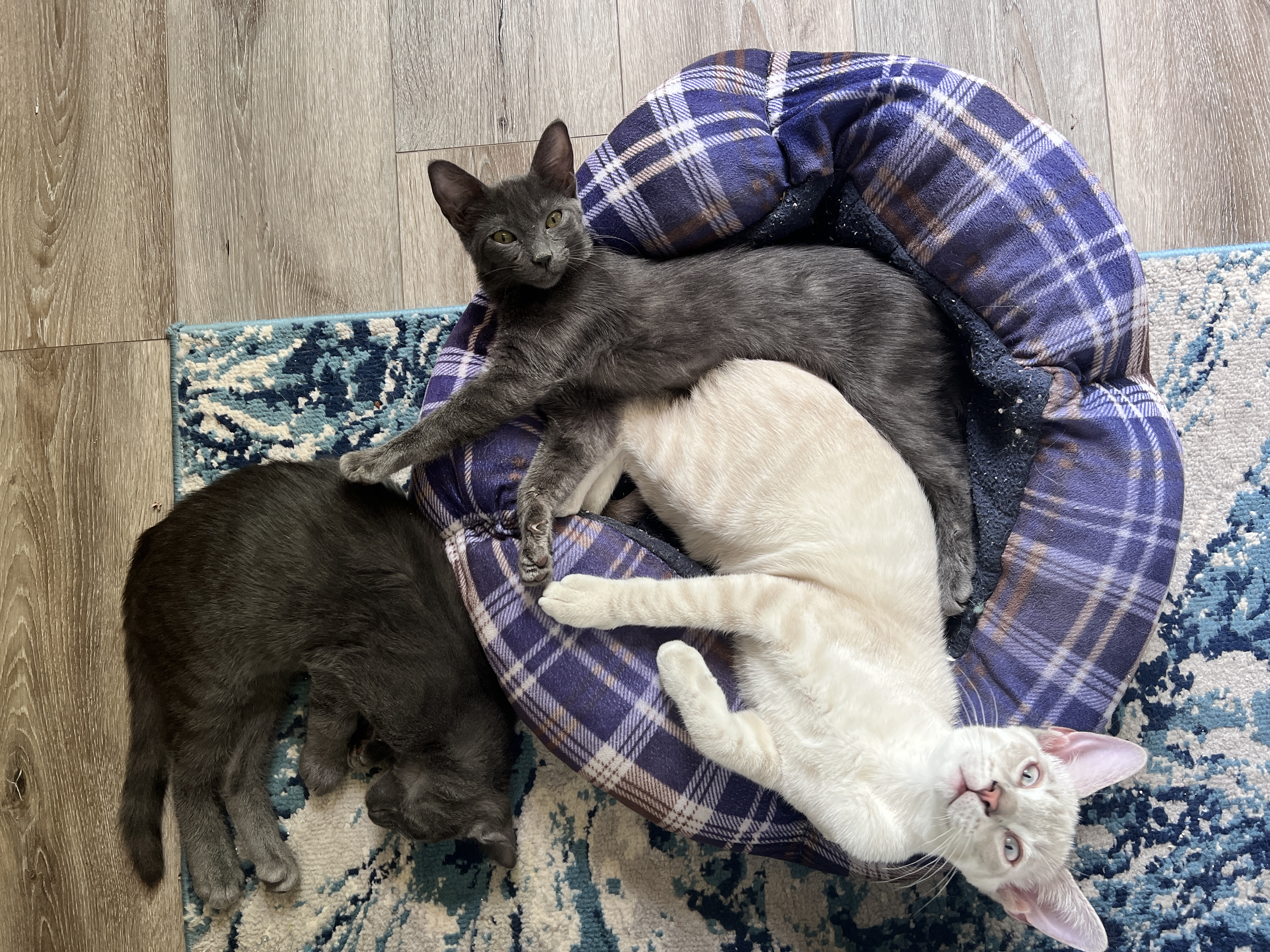 Enlarge Marshmallow (Marsh Man), a Adopted Oriental Short Hair in Tempe, AZ image 4/6