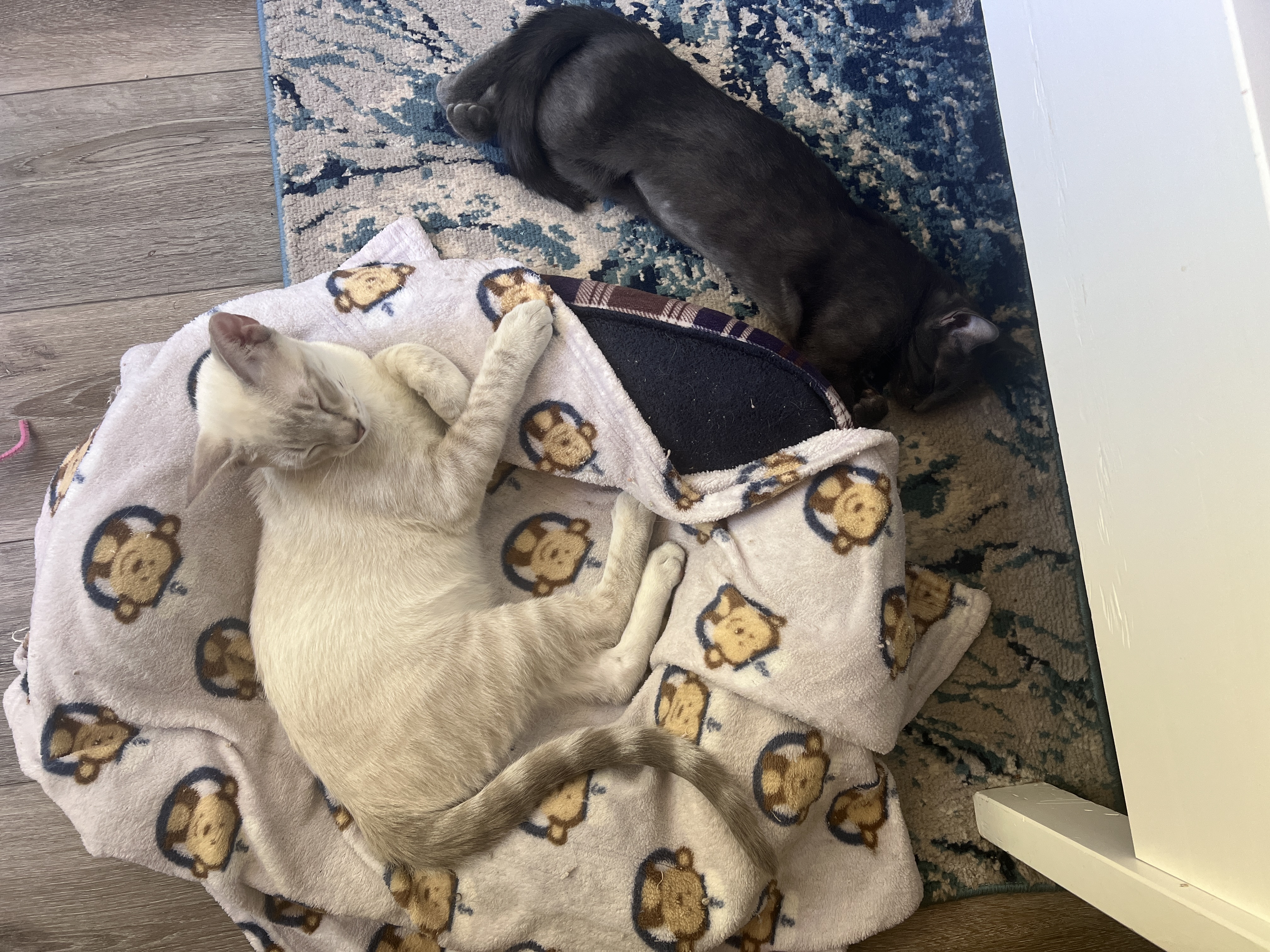 Enlarge Marshmallow (Marsh Man), a Adopted Oriental Short Hair in Tempe, AZ image 5/6