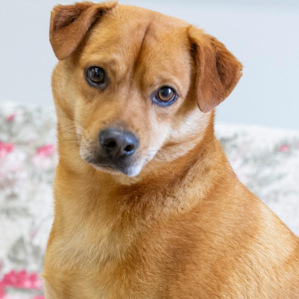 Cheech, Adoptable, Adult Male Mixed Breed.