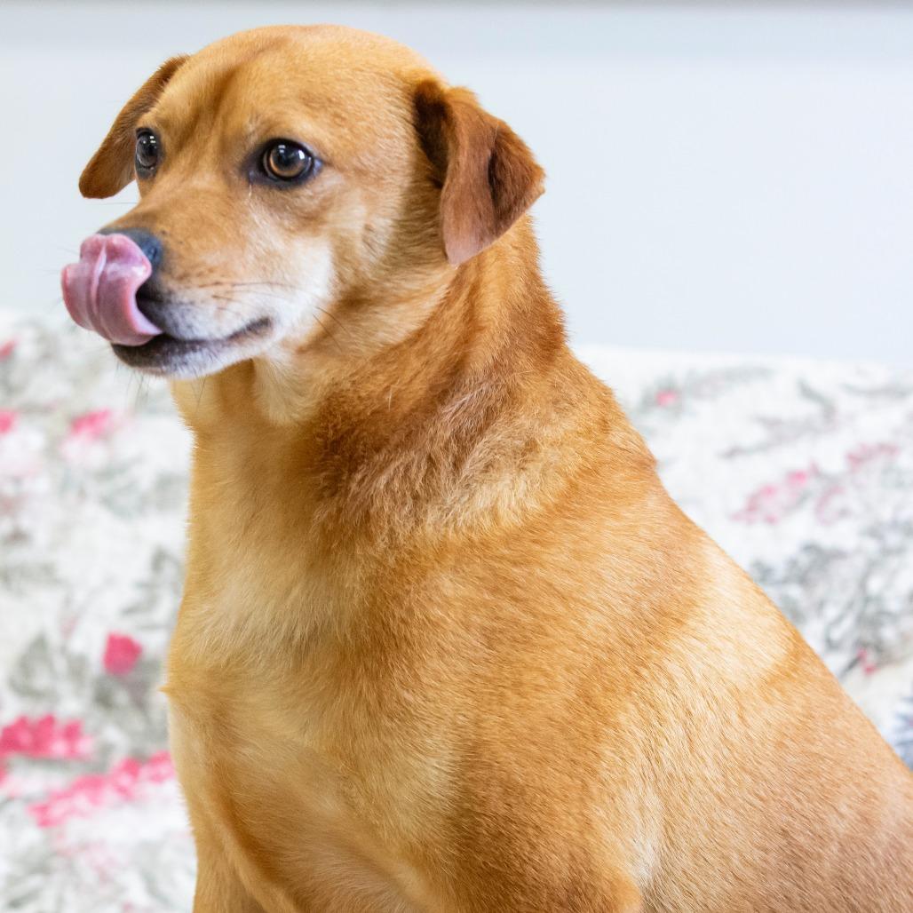 Enlarge Cheech, a Adoptable Mixed Breed in Cartersville, GA image 2/6