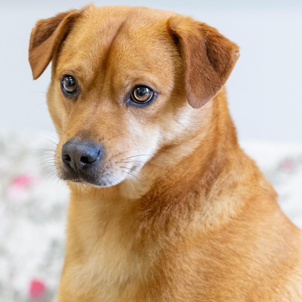 Enlarge Cheech, a Adoptable Mixed Breed in Cartersville, GA image 3/6