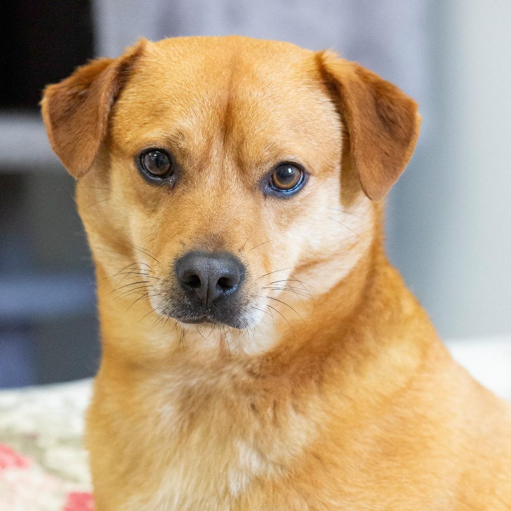 Enlarge Cheech, a Adoptable Mixed Breed in Cartersville, GA image 4/6