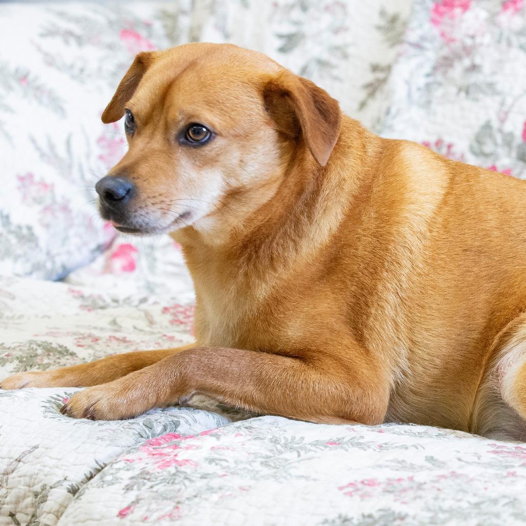 Enlarge Cheech, a Adoptable Mixed Breed in Cartersville, GA image 6/6