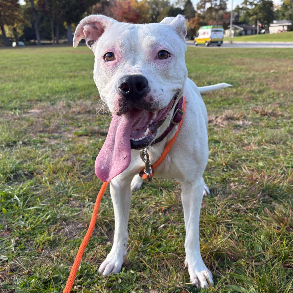 Glossy, Adoptable, Adult Female American Staffordshire Terrier & Boxer.