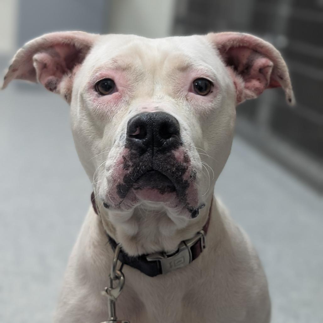 Enlarge Glossy, a Adoptable mixed breed in Grand Rapids, MI image 2/6