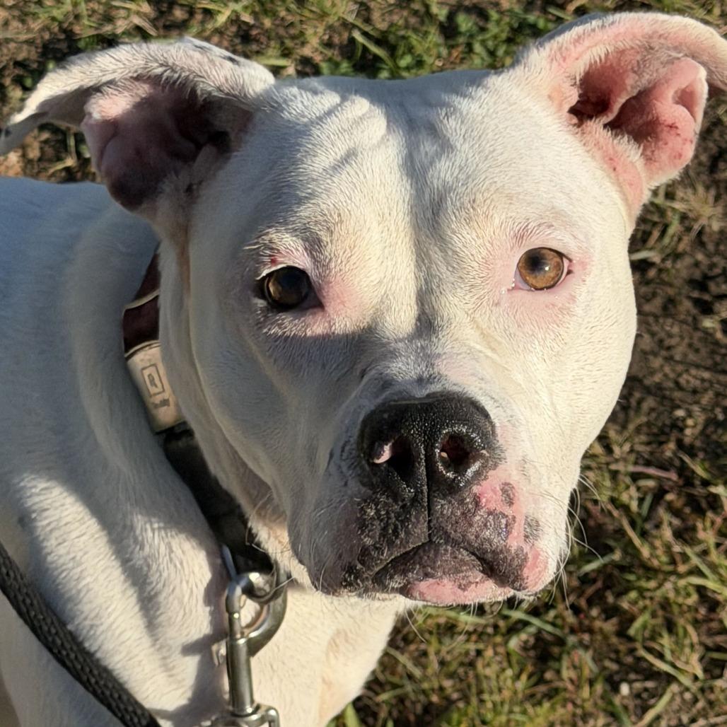 Enlarge Glossy, a Adoptable mixed breed in Grand Rapids, MI image 3/6