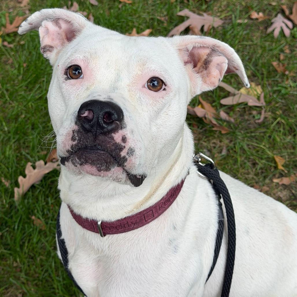 Enlarge Glossy, a Adoptable mixed breed in Grand Rapids, MI image 4/6
