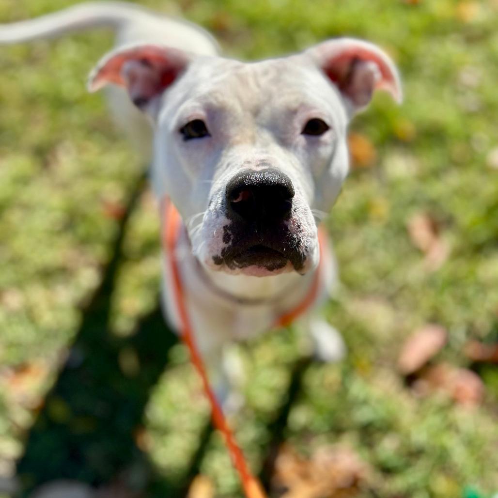 Enlarge Glossy, a Adoptable mixed breed in Grand Rapids, MI image 5/6