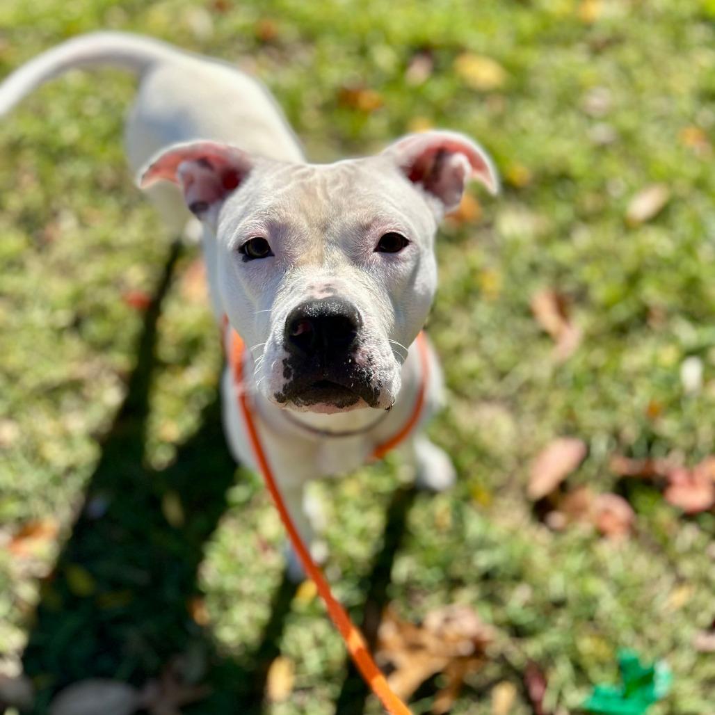 Enlarge Glossy, a Adoptable mixed breed in Grand Rapids, MI image 6/6