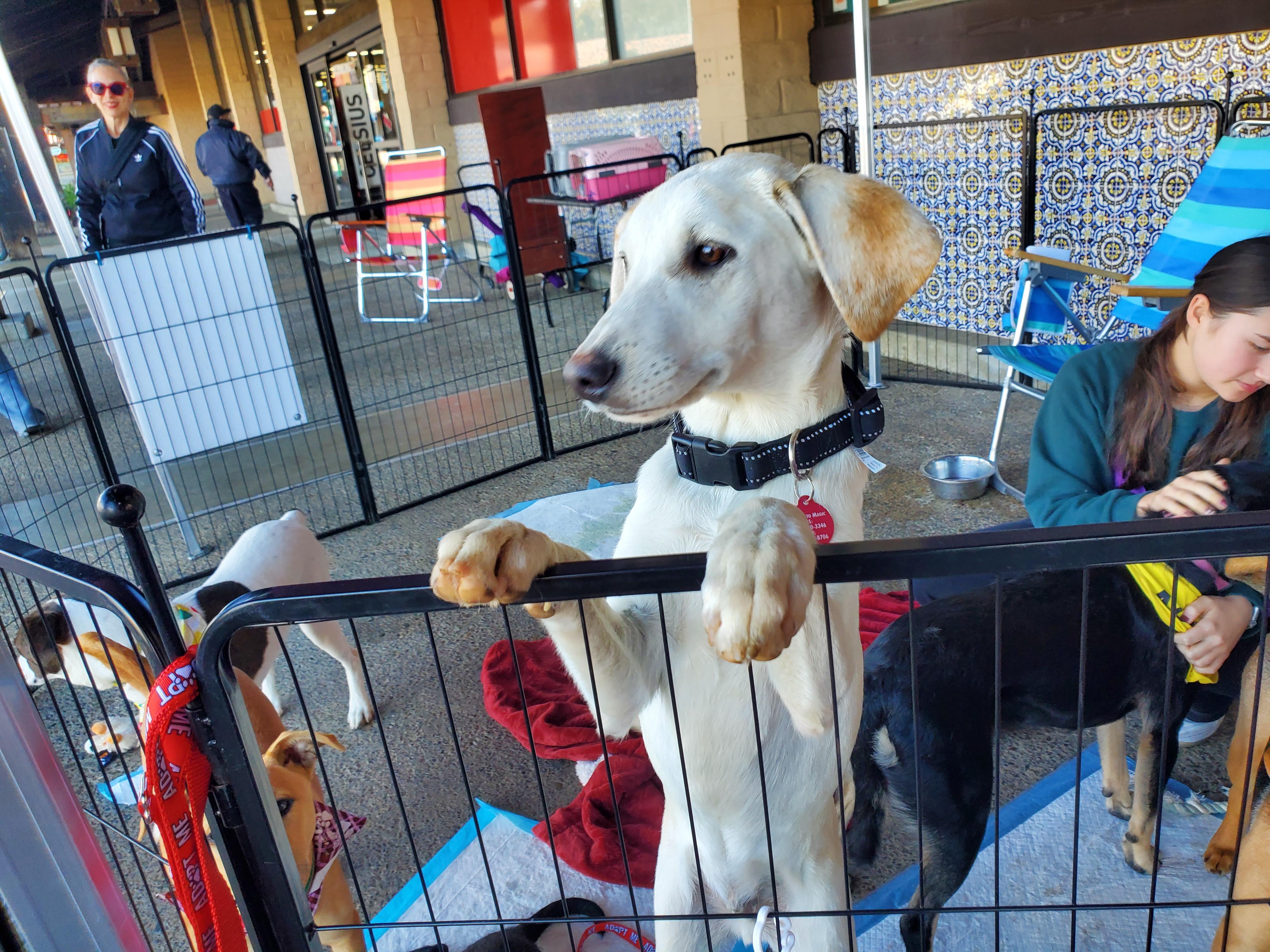 Enlarge Enzo, an adopted mixed breed in Encinitas, CA image 6/6