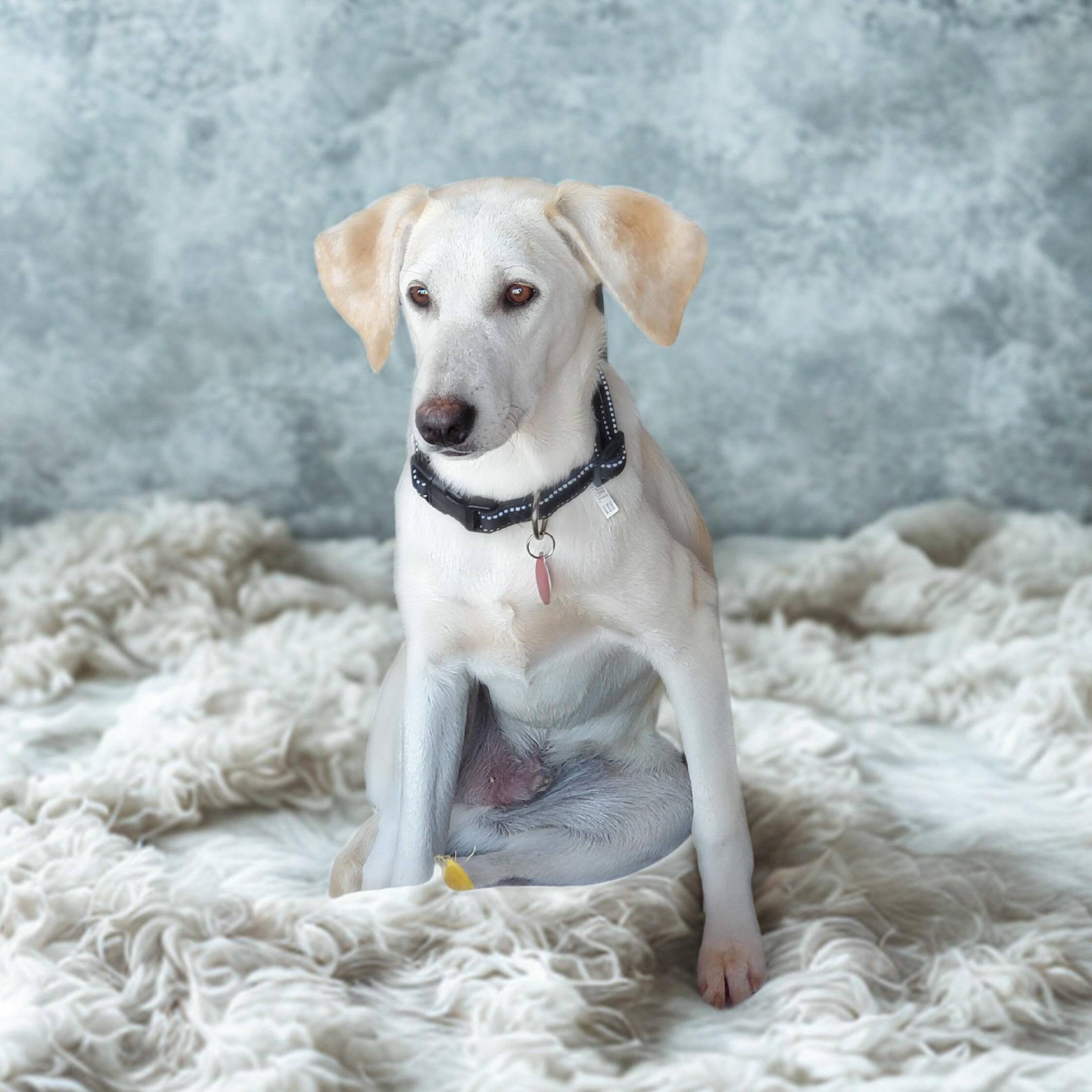 Enlarge Enzo, an adopted mixed breed in Encinitas, CA image 1/6