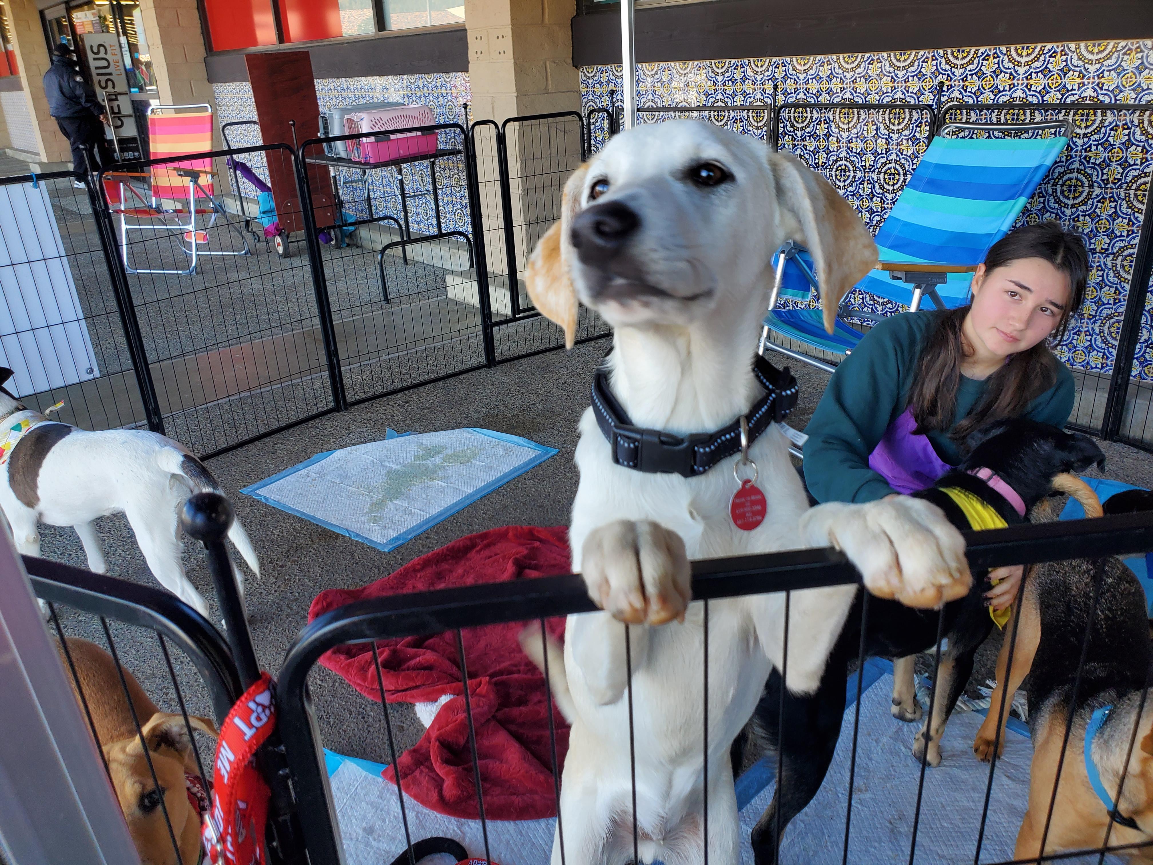 Enlarge Enzo, an adopted mixed breed in Encinitas, CA image 2/6