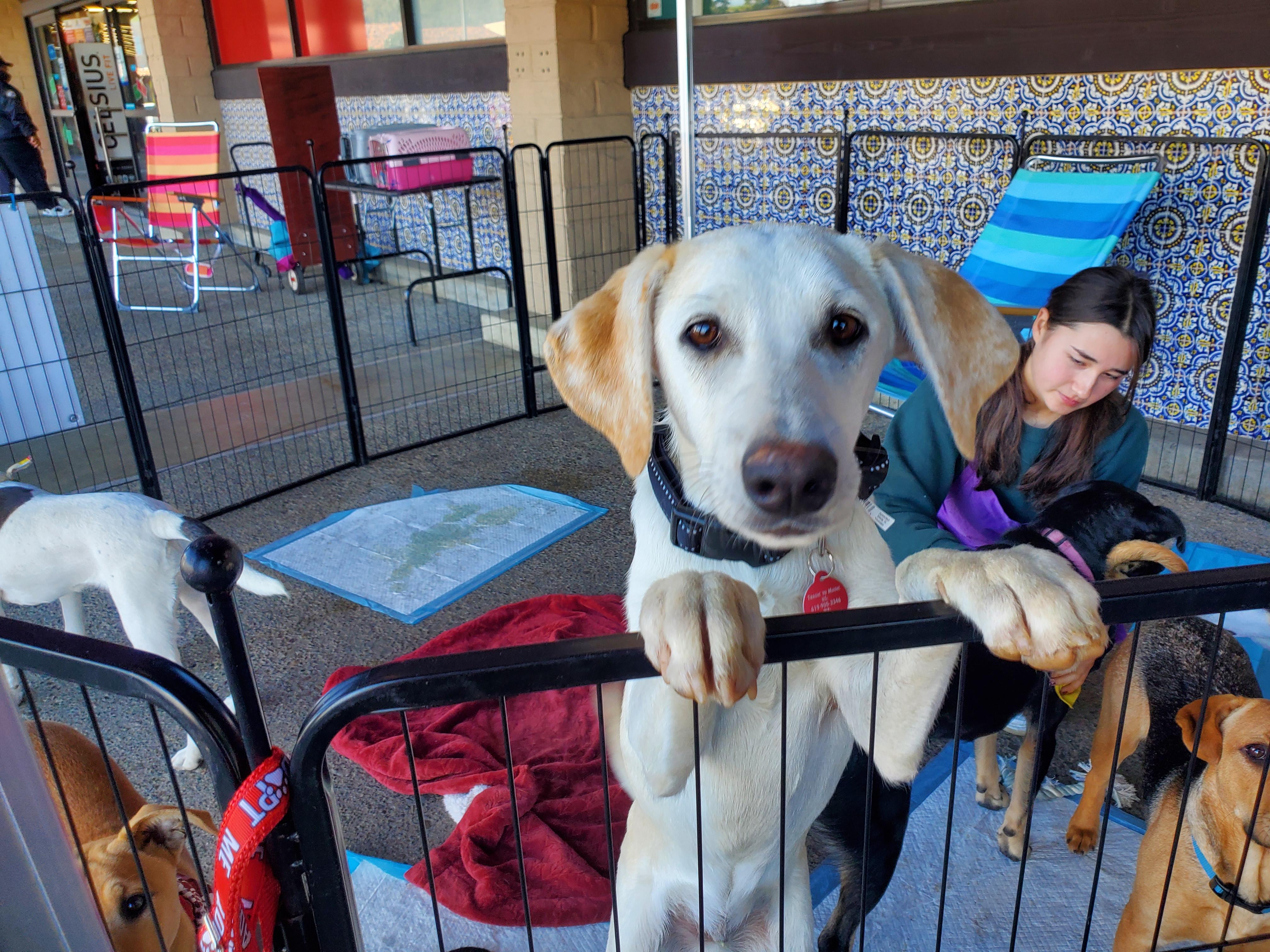 Enlarge Enzo, an adopted mixed breed in Encinitas, CA image 3/6