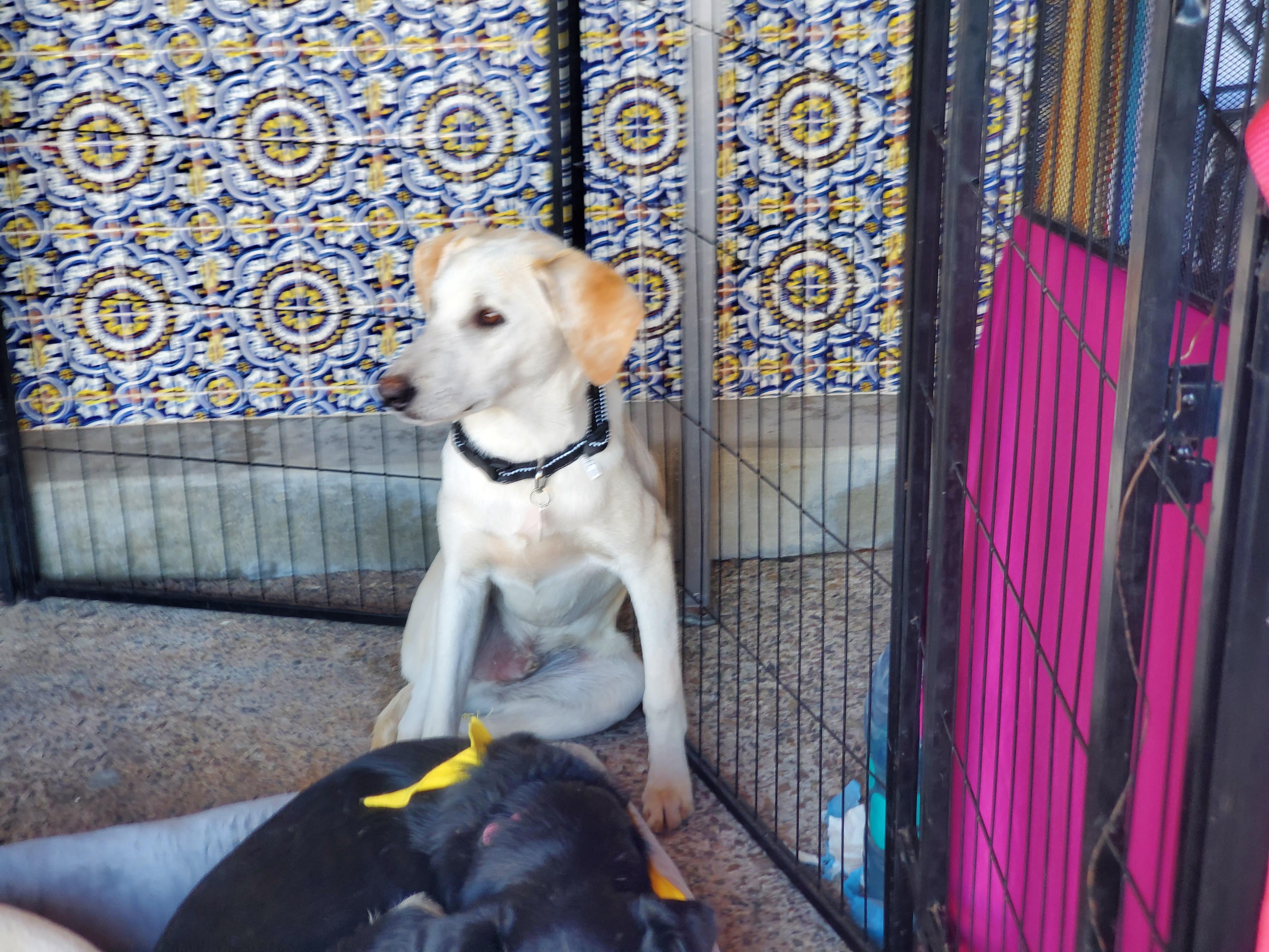 Enlarge Enzo, an adopted mixed breed in Encinitas, CA image 5/6