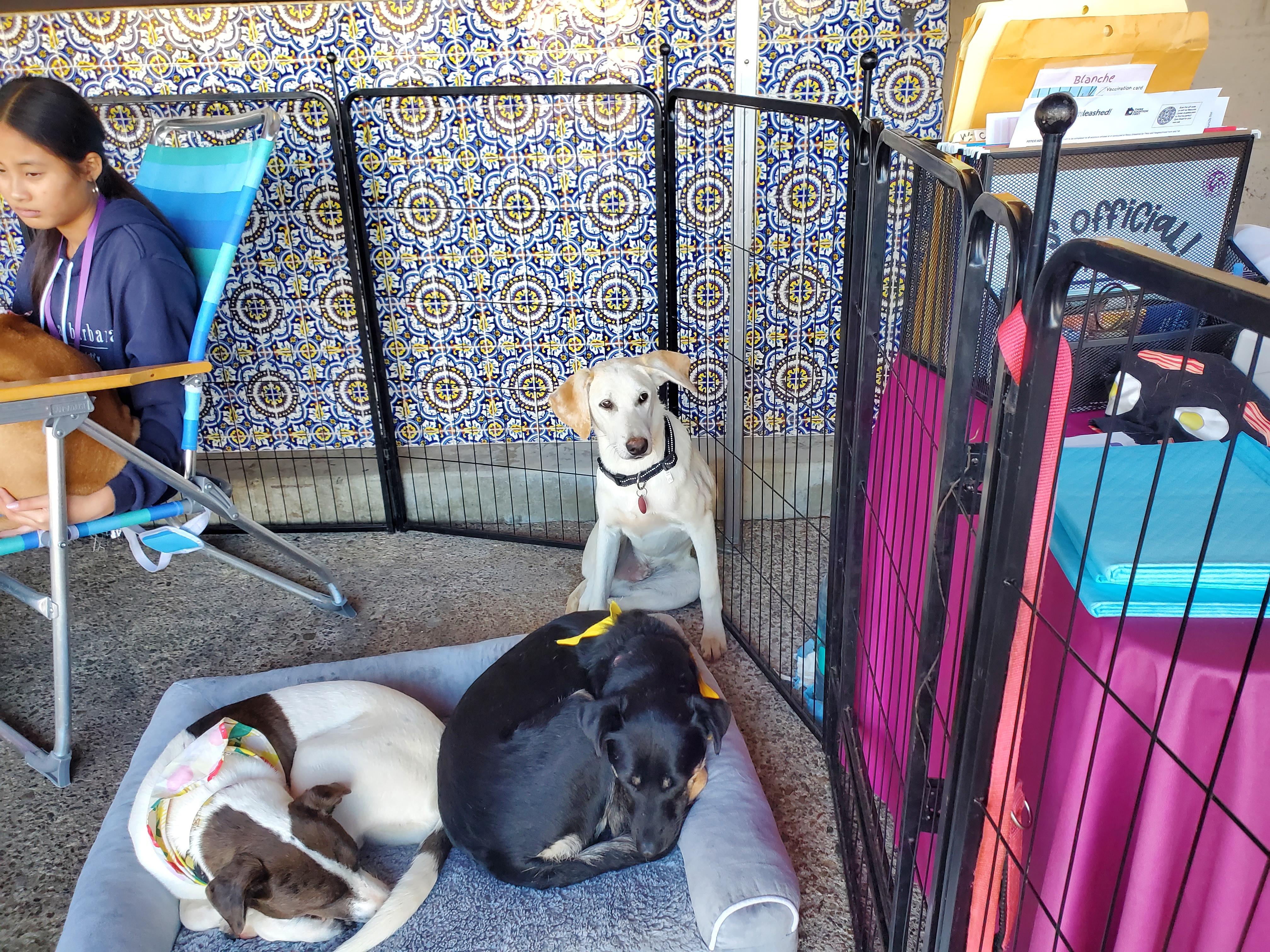 Enlarge Enzo, an adopted mixed breed in Encinitas, CA image 4/6