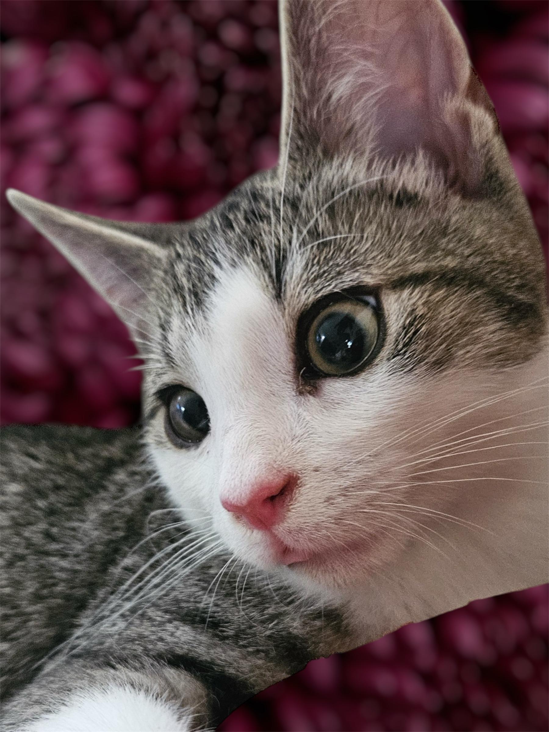 Colonel Mustard & Professor Plum - sweet and playful pals! photo 2
