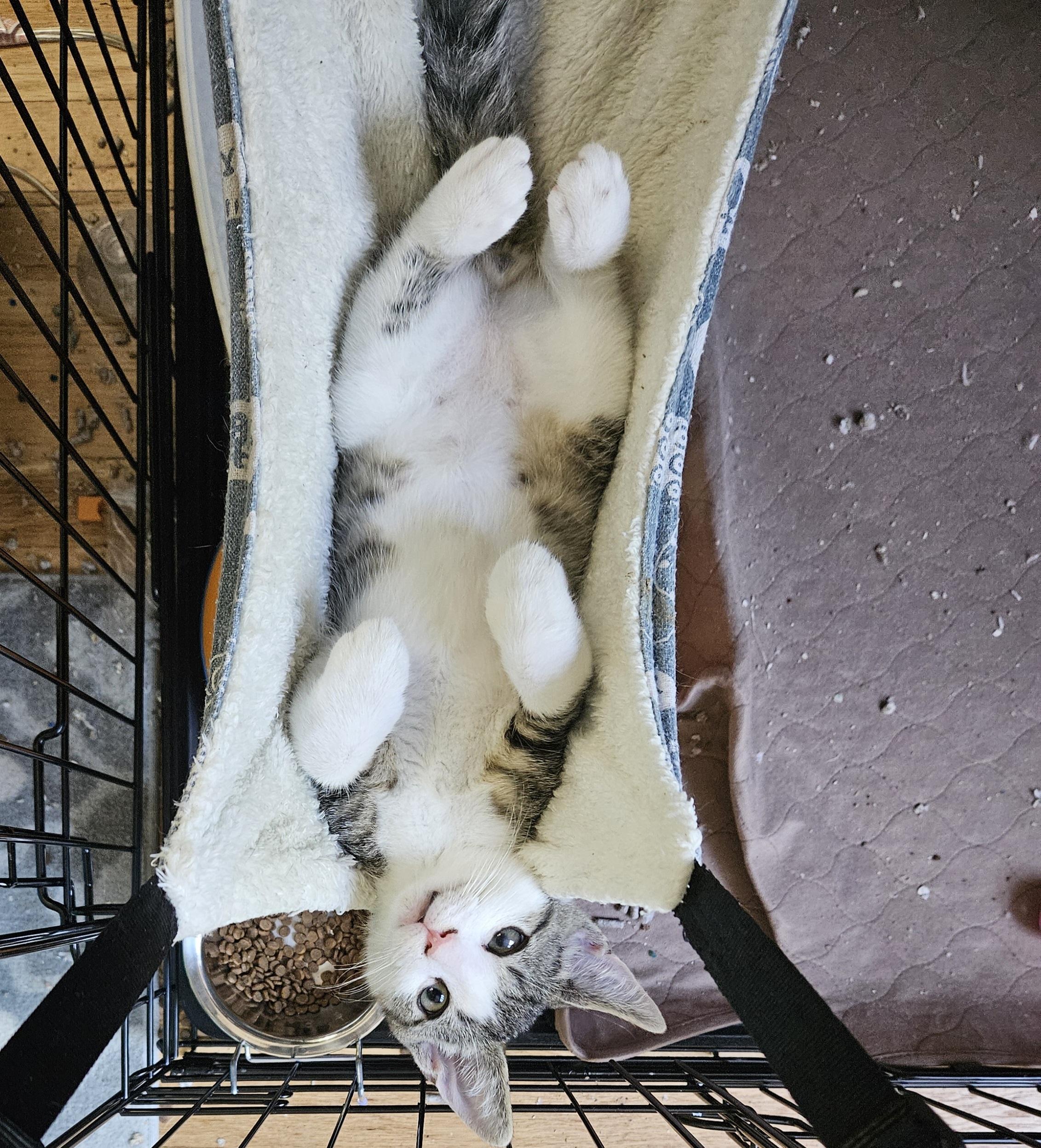 Colonel Mustard & Professor Plum - sweet and playful pals! photo 3