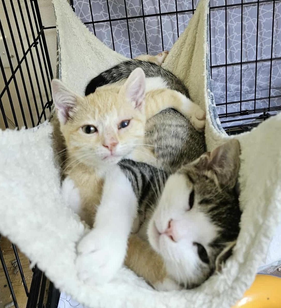Colonel Mustard & Professor Plum - sweet and playful pals! photo 5