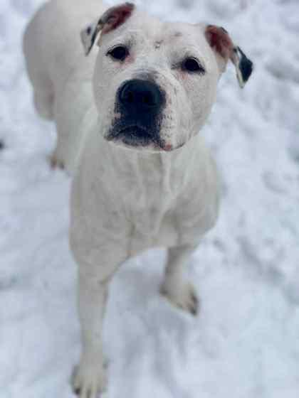 Missy Lou, Adoptable, Adult Female Mixed Breed & Mixed Breed.