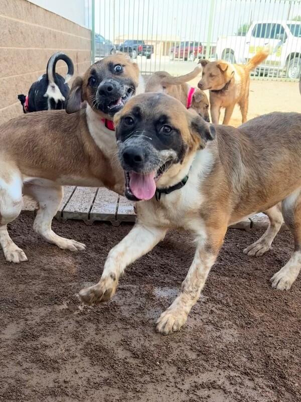 Enlarge Blossom, a Adoptable Mixed Breed in Hobbs, NM image 2/4