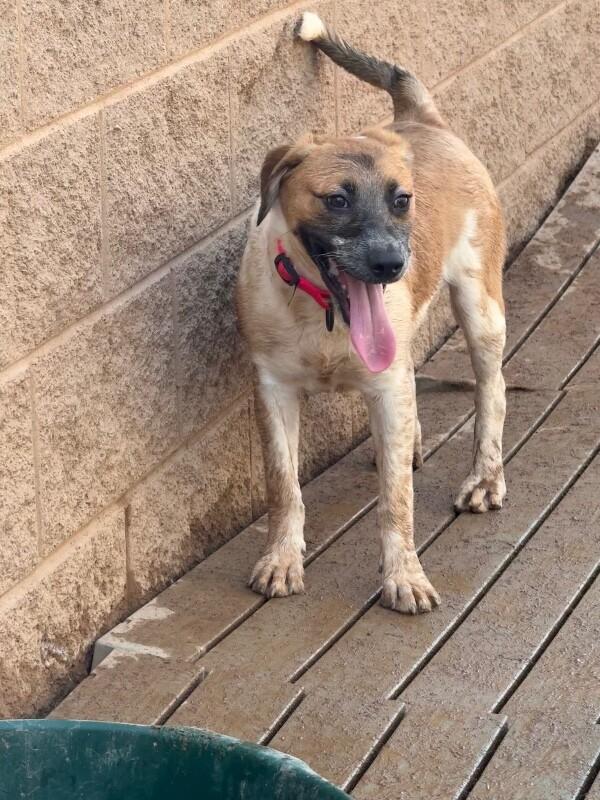Enlarge Blossom, a Adoptable Mixed Breed in Hobbs, NM image 3/4