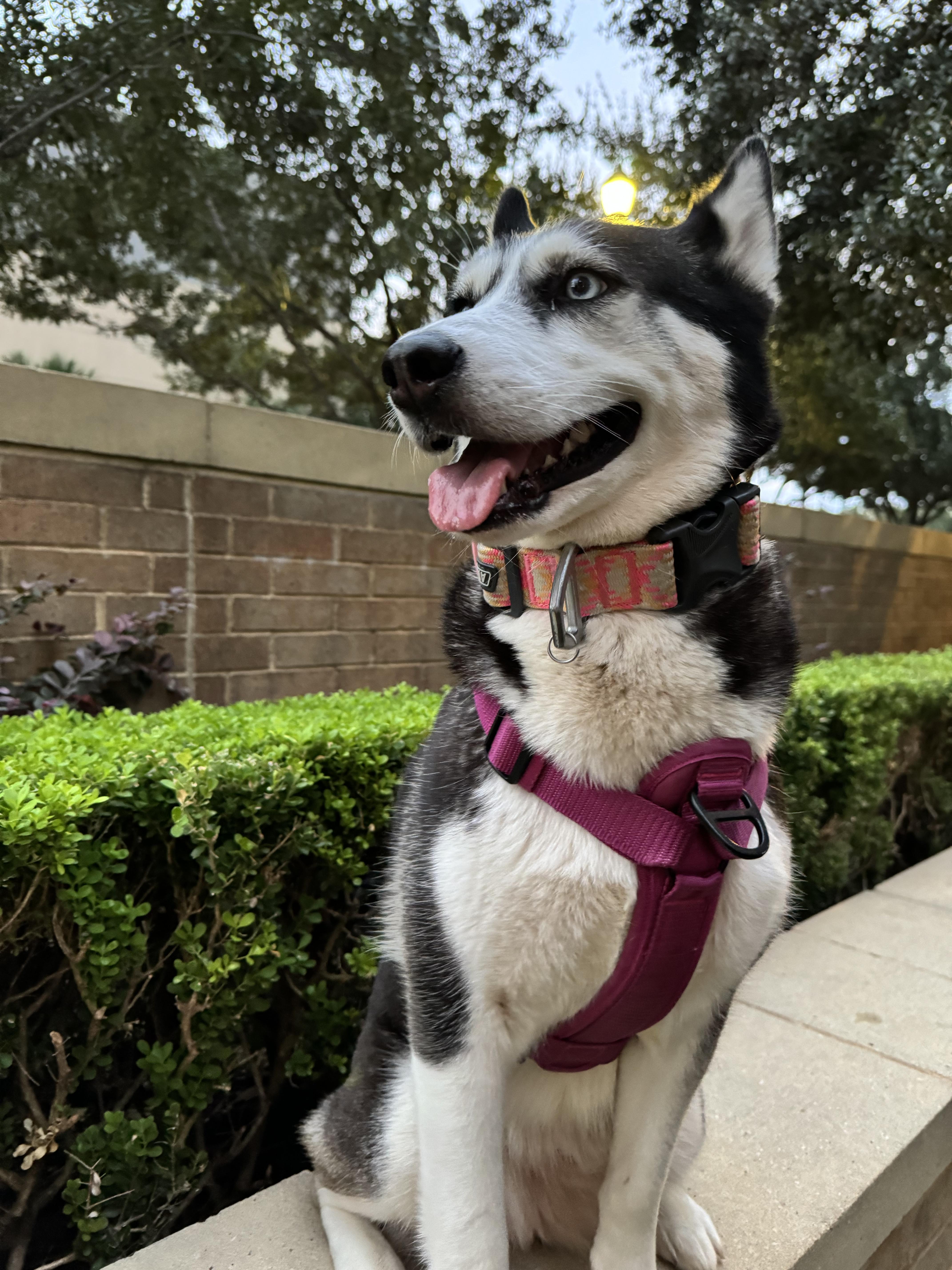 Dog for adoption Mia, a Siberian Husky Mix in Trenton, NJ Petfinder