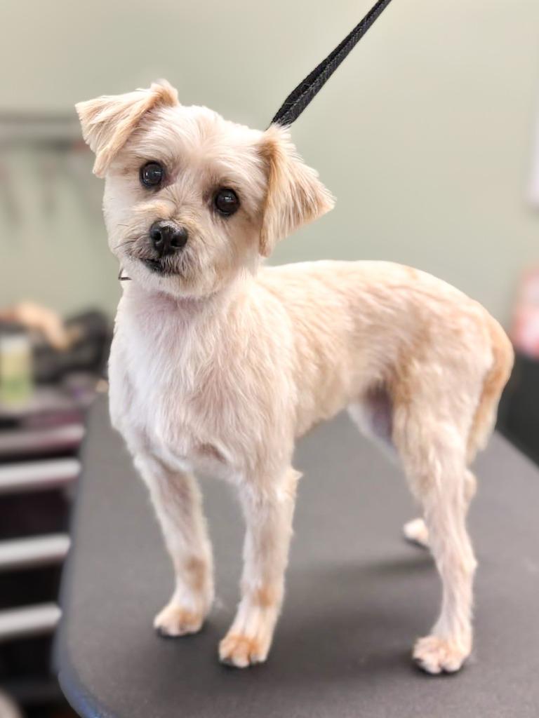 Enlarge Magy, a Adoptable Schnauzer in Calgary, AB image 1/5