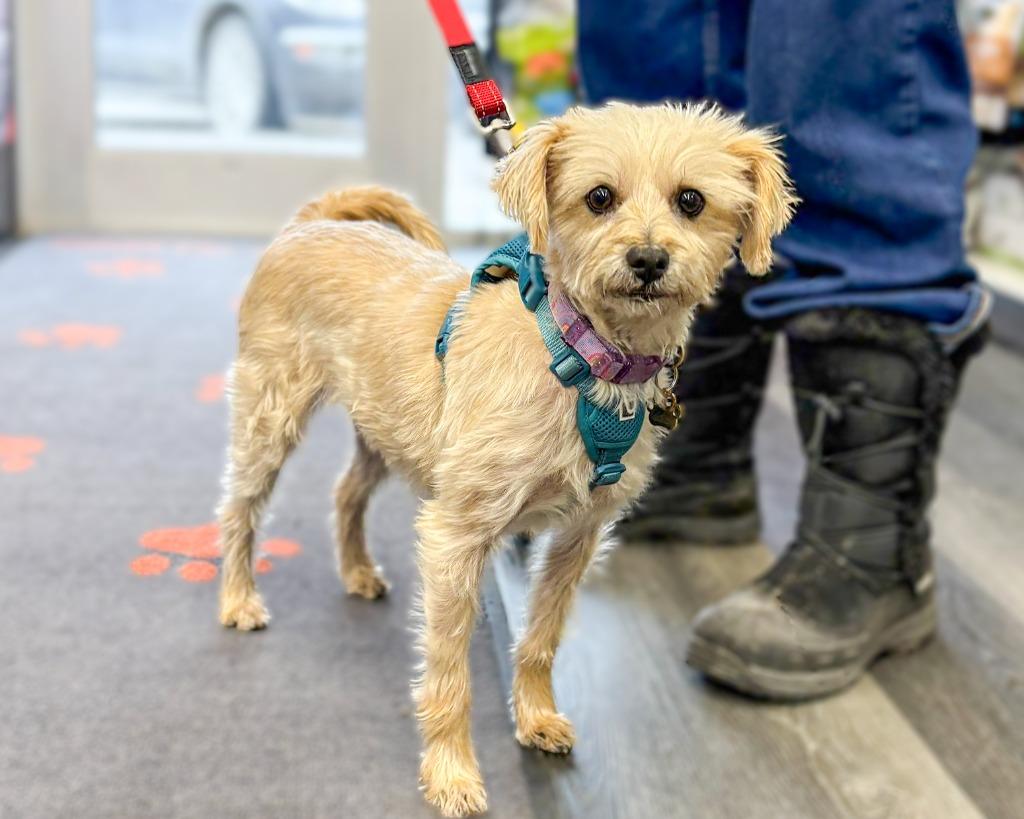 Enlarge Magy, a Adoptable Schnauzer in Calgary, AB image 2/5