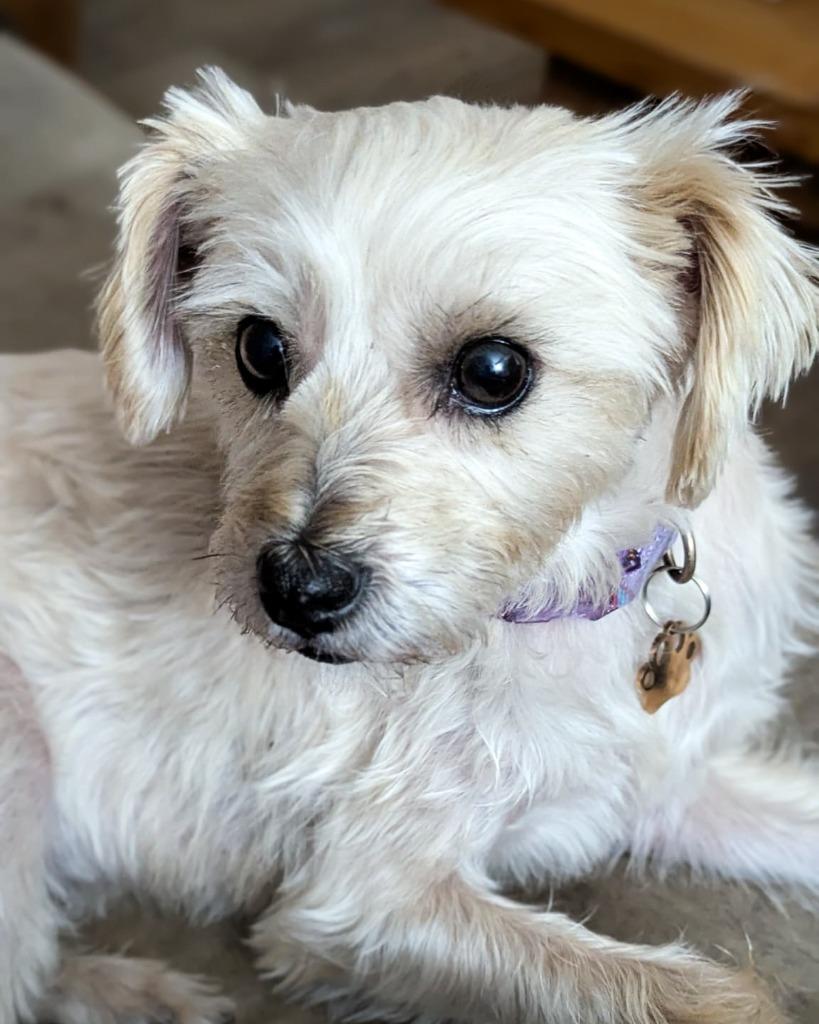 Enlarge Magy, a Adoptable Schnauzer in Calgary, AB image 3/5