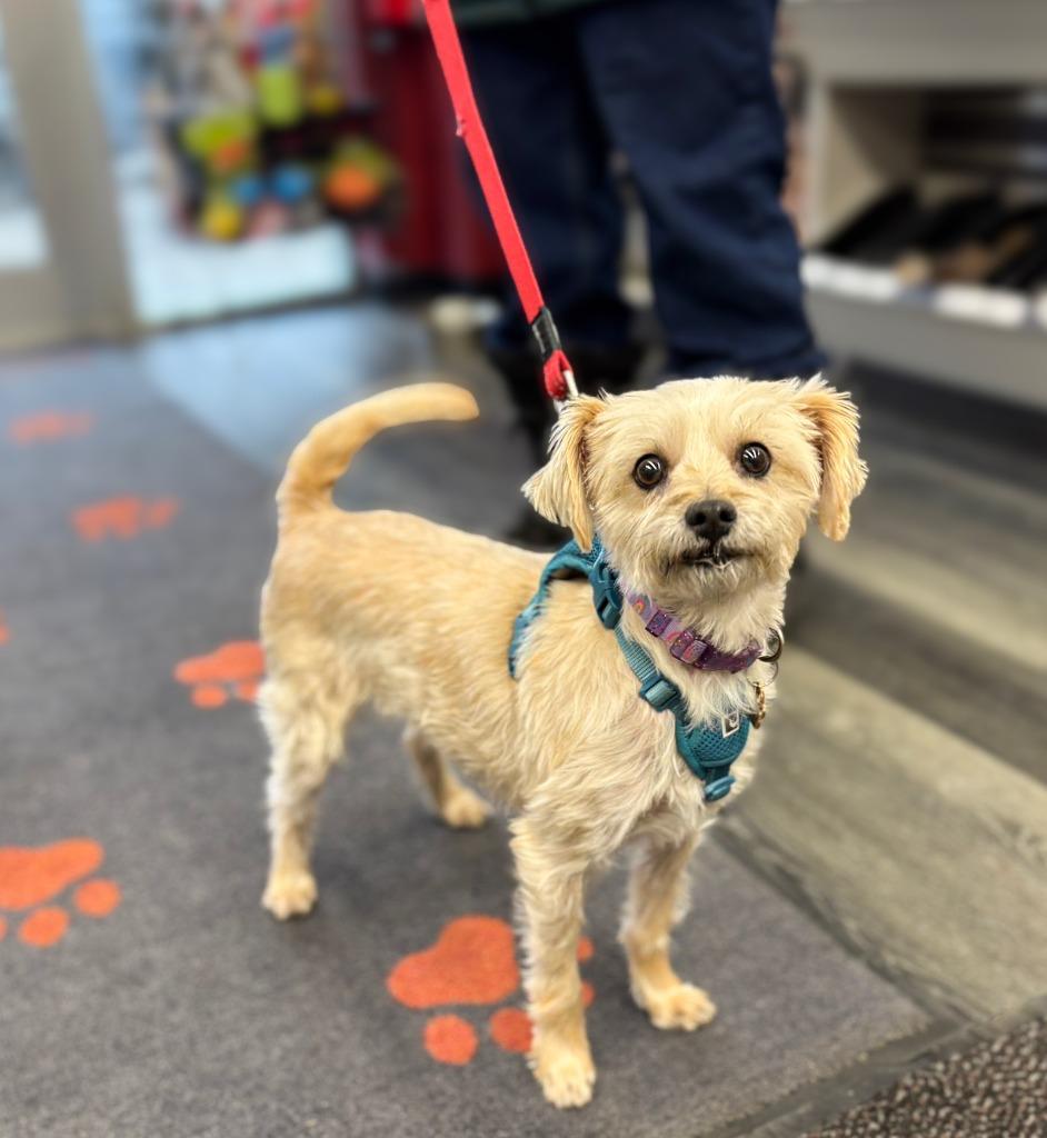 Enlarge Magy, a Adoptable Schnauzer in Calgary, AB image 4/5