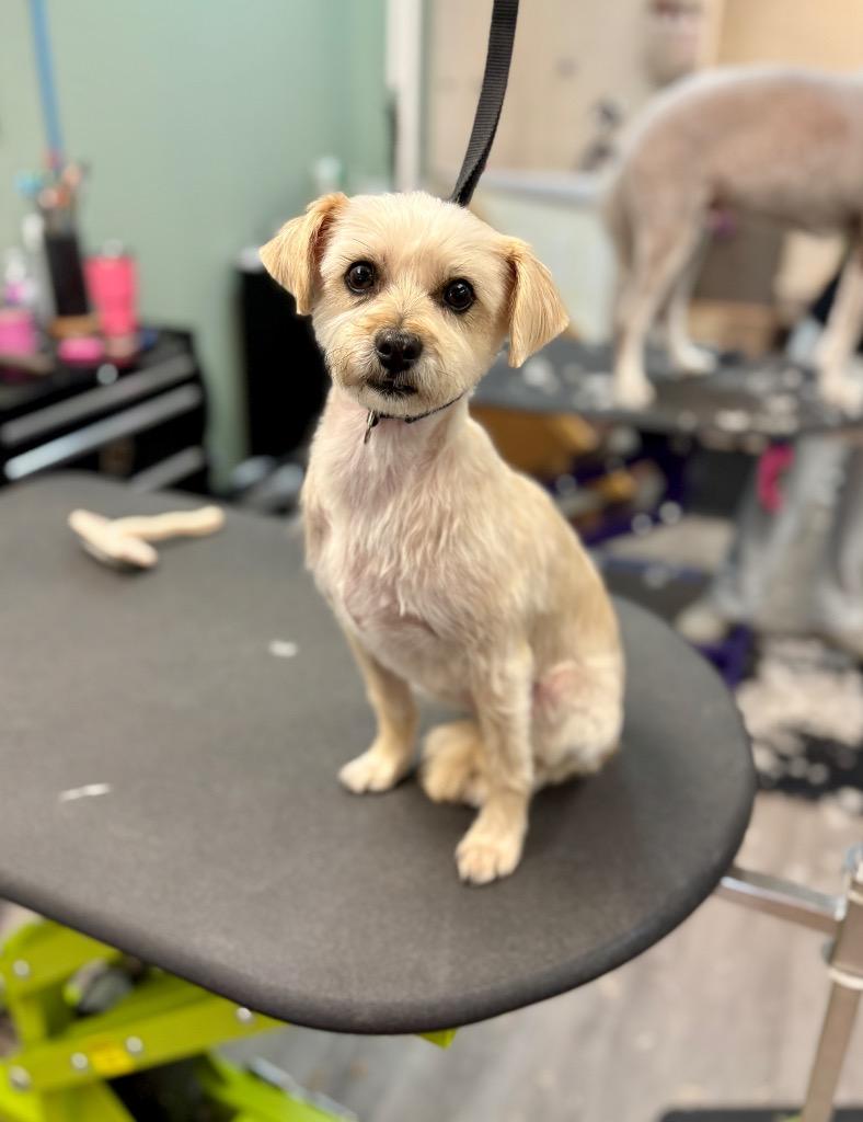 Enlarge Magy, a Adoptable Schnauzer in Calgary, AB image 5/6