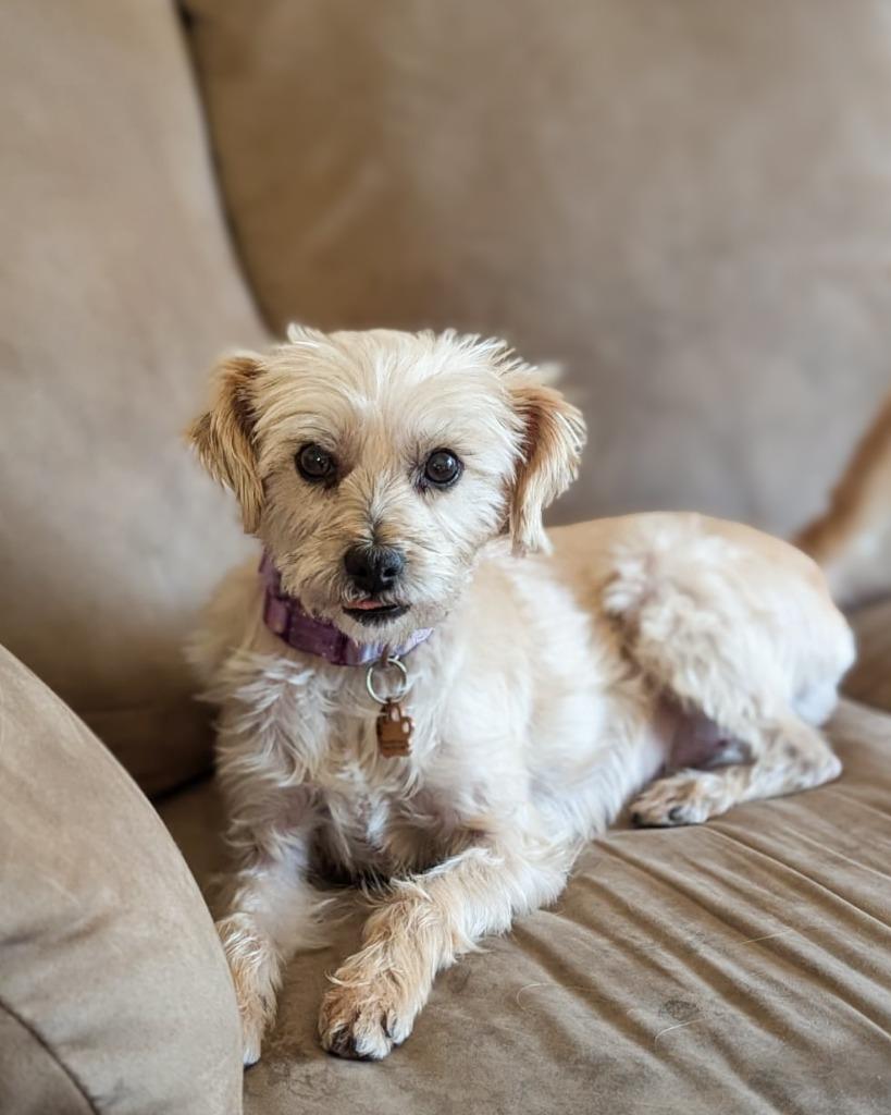 Enlarge Magy, a Adoptable Schnauzer in Calgary, AB image 5/5