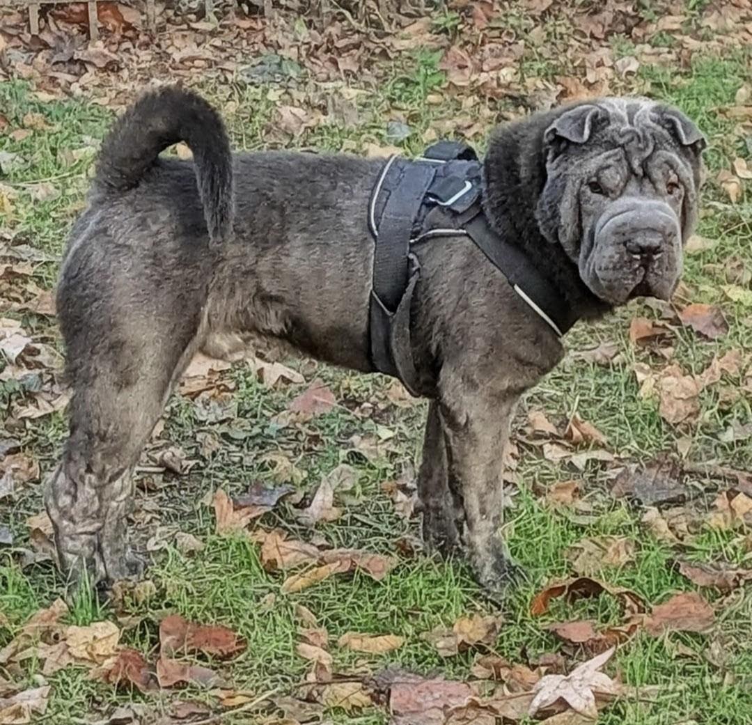 Enlarge ARCHIE, an adopted Shar-Pei in Olney, MD image 3/4