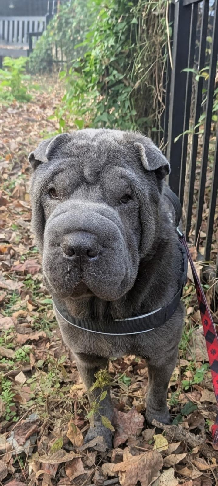 Enlarge ARCHIE, an adopted Shar-Pei in Olney, MD image 1/4