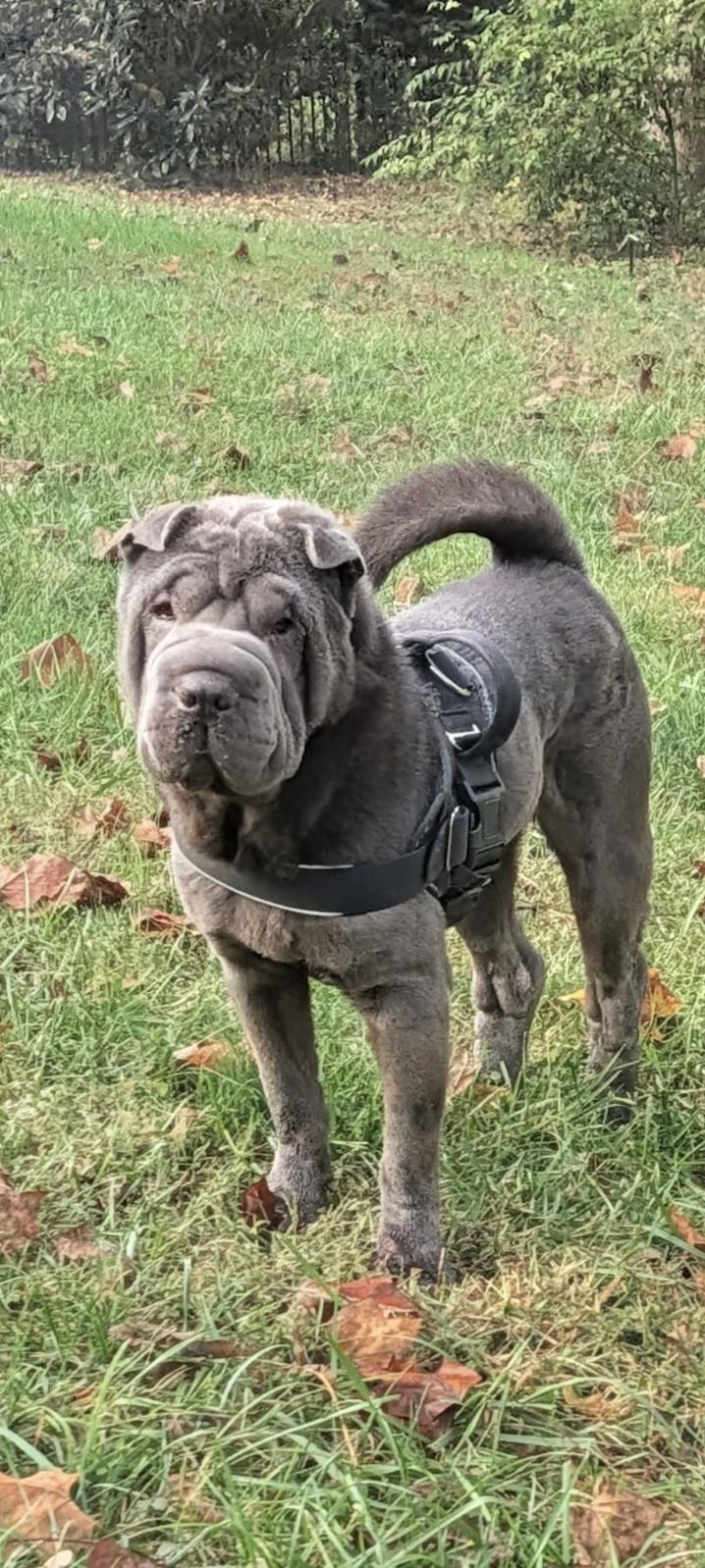 ARCHIE, adopted, Young Male Shar-Pei.