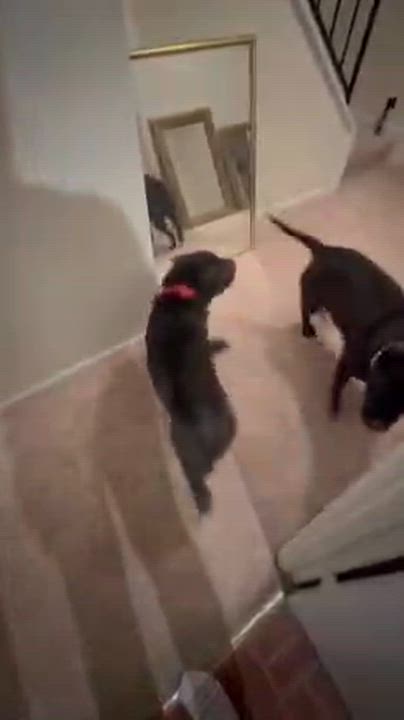 Enlarge ARCHIE, an adopted Shar-Pei in Olney, MD video 4/4