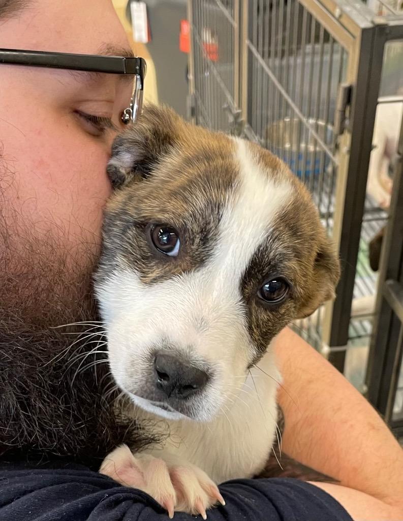 Enlarge Heidi, a Adoptable Pit Bull Terrier in Dalton, GA image 1/2