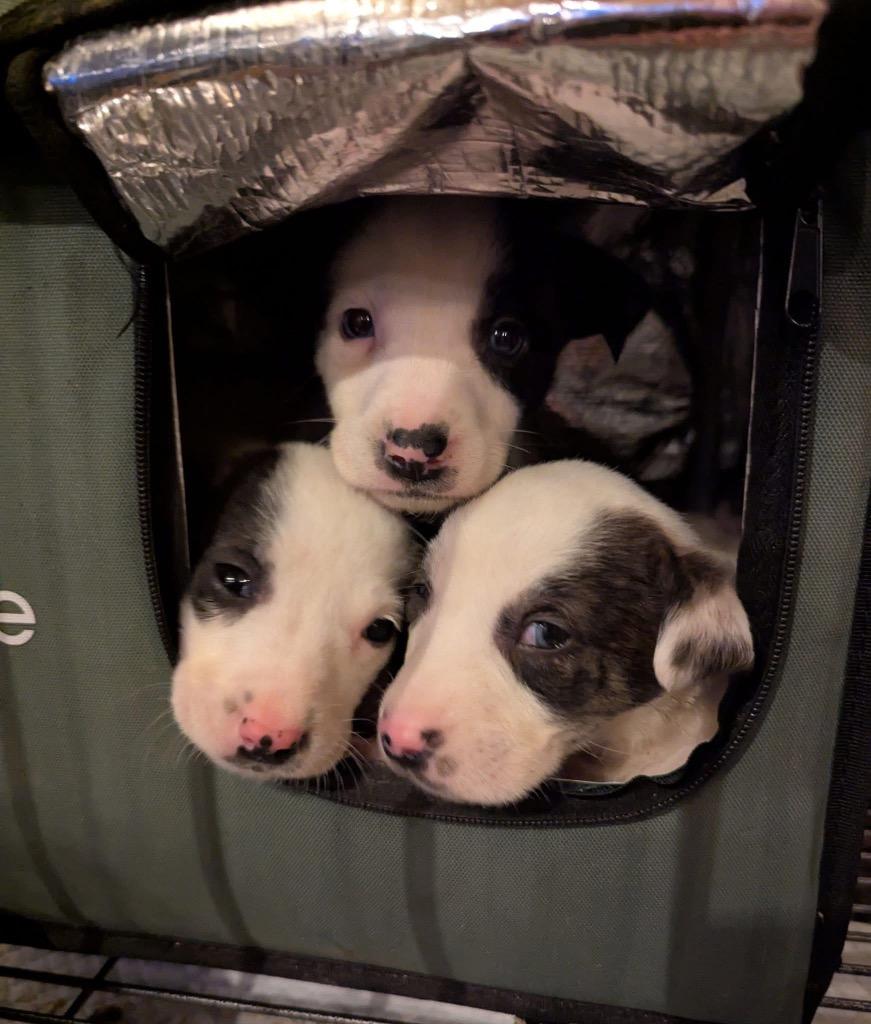 Enlarge Heidi, a Adoptable Pit Bull Terrier in Dalton, GA image 2/2