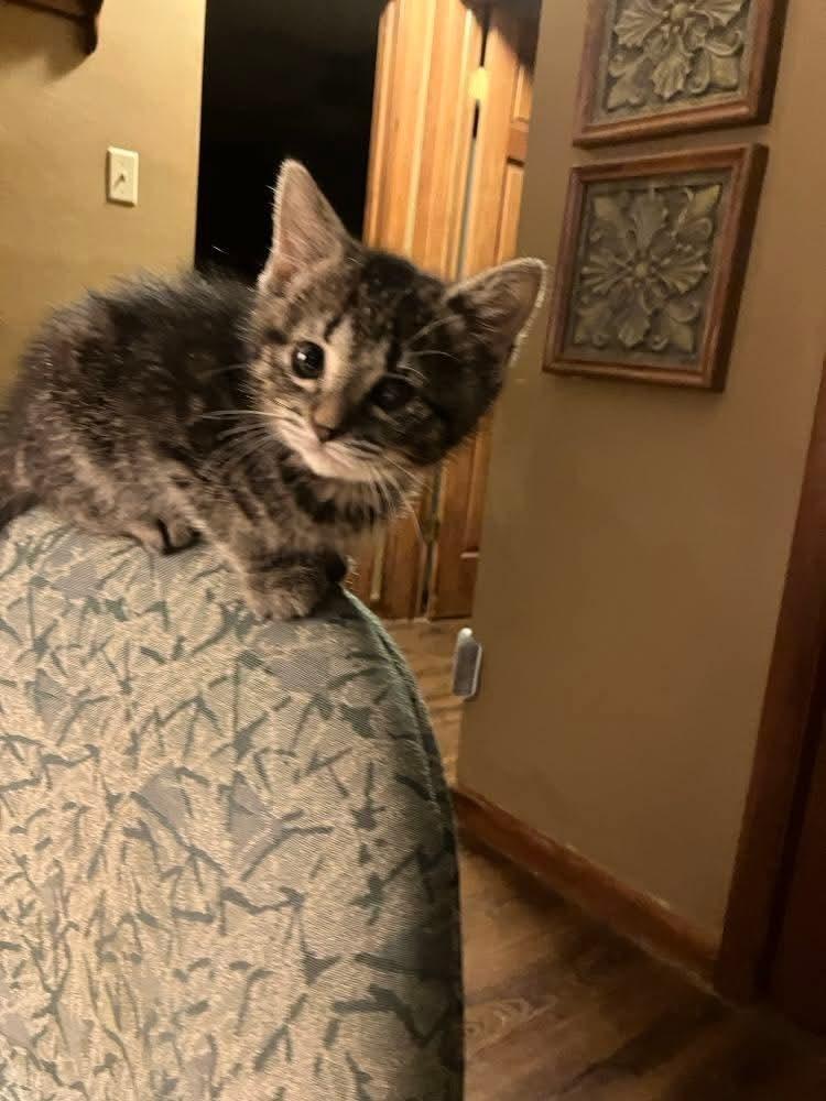 Enlarge Olivia Shep, a Adopted Domestic Short Hair in Peoria, IL image 2/2