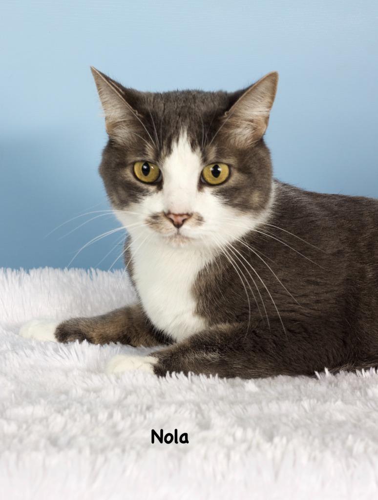 Nola, Adoptable, Adult Female Domestic Short Hair.
