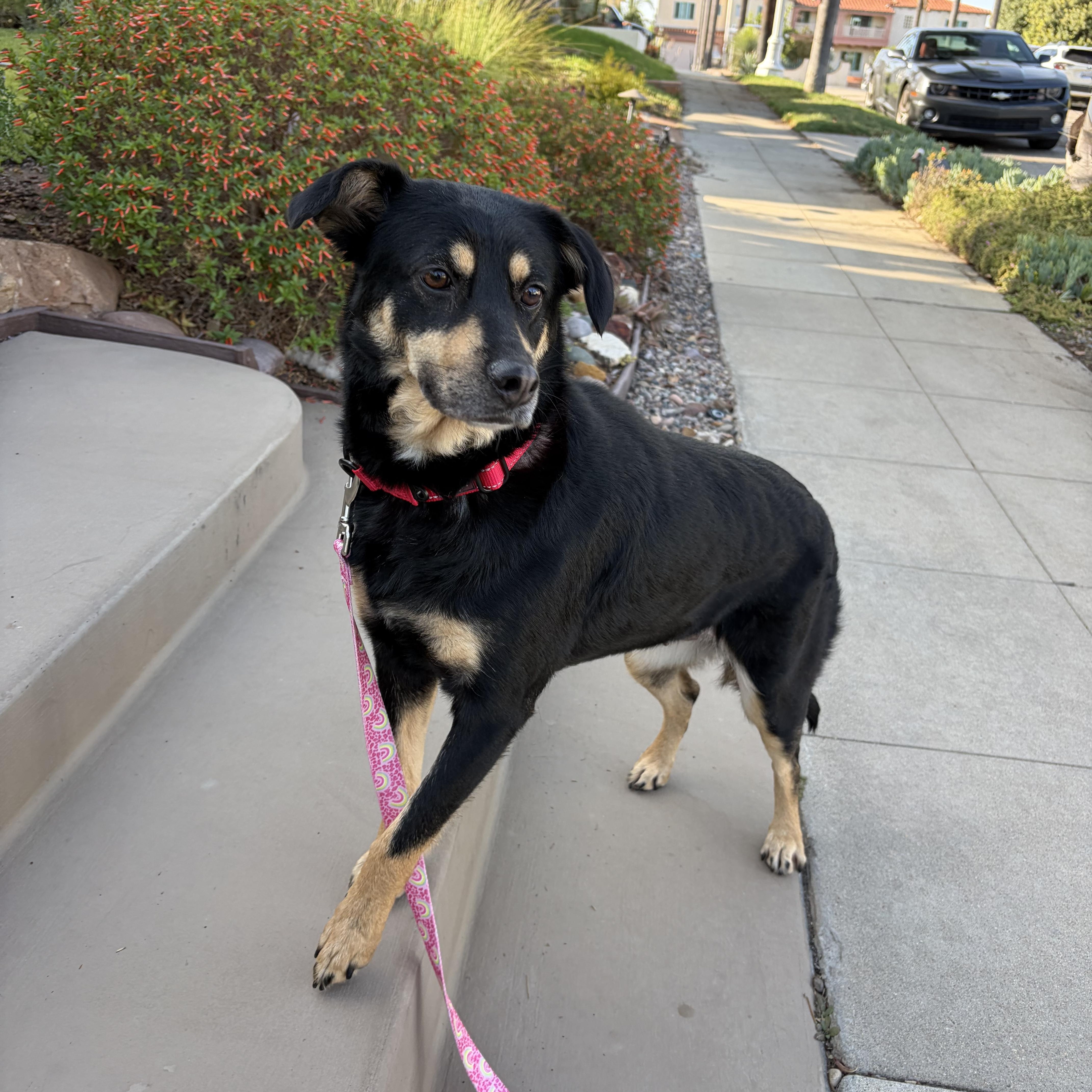 Mocha, a ADOPTABLE mixed breed in Poway, CA image 1/2