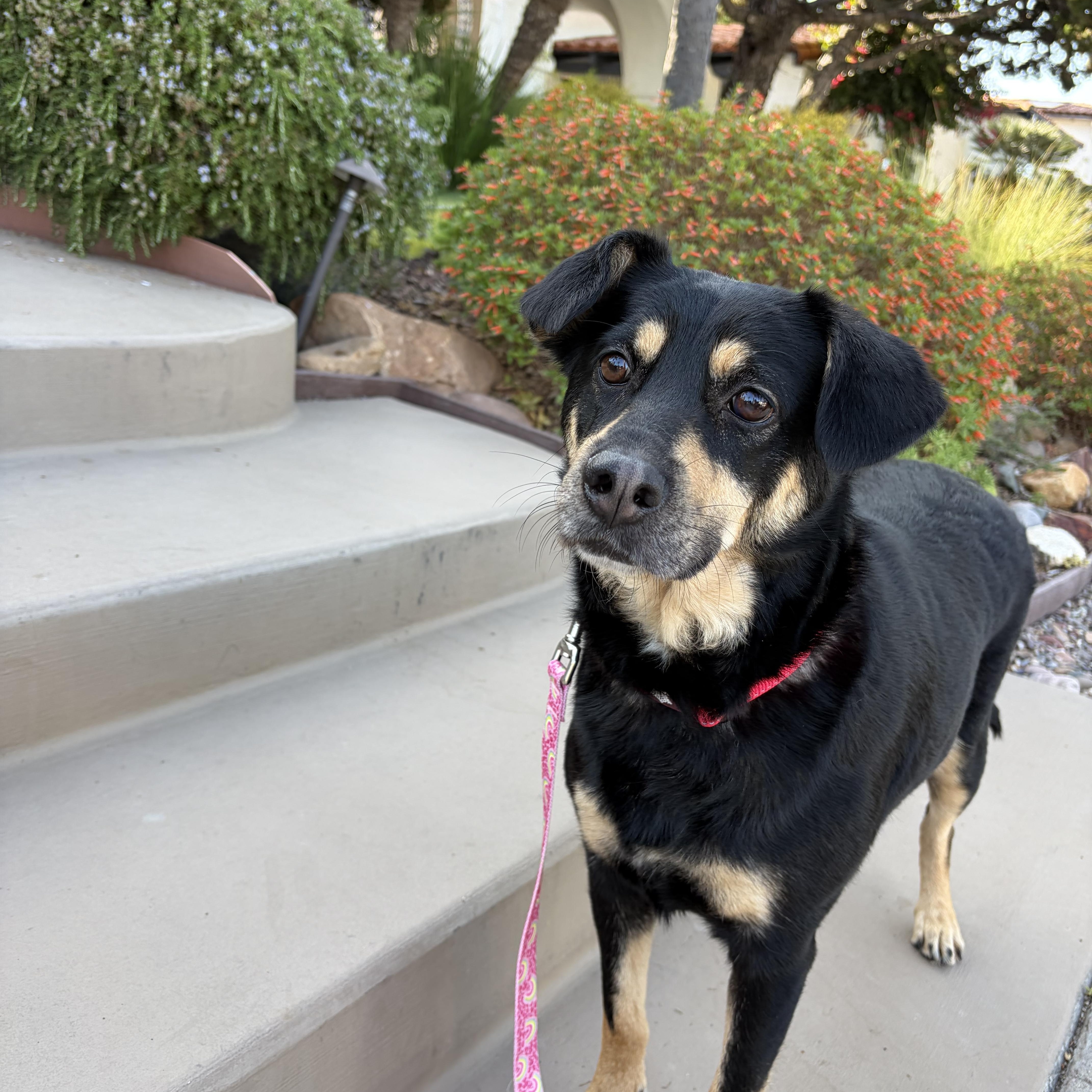 Mocha, a ADOPTABLE mixed breed in Poway, CA image 2/2