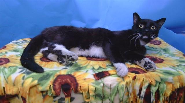 Enlarge SYLVESTER, a Adoptable Domestic Short Hair in Gardena, CA image 1/1