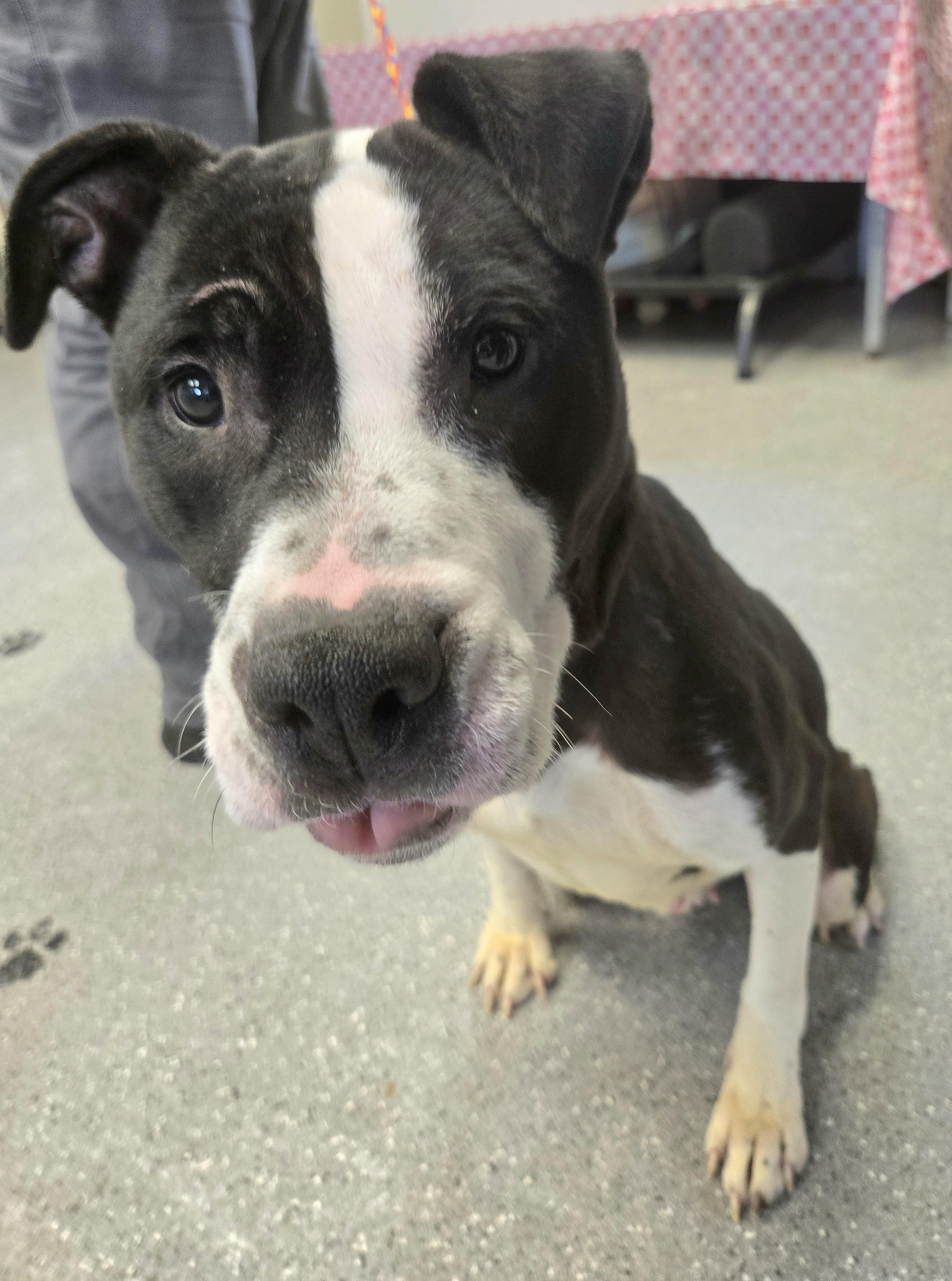 Aspen, a ADOPTABLE mixed breed in Watertown, NY image 1/2