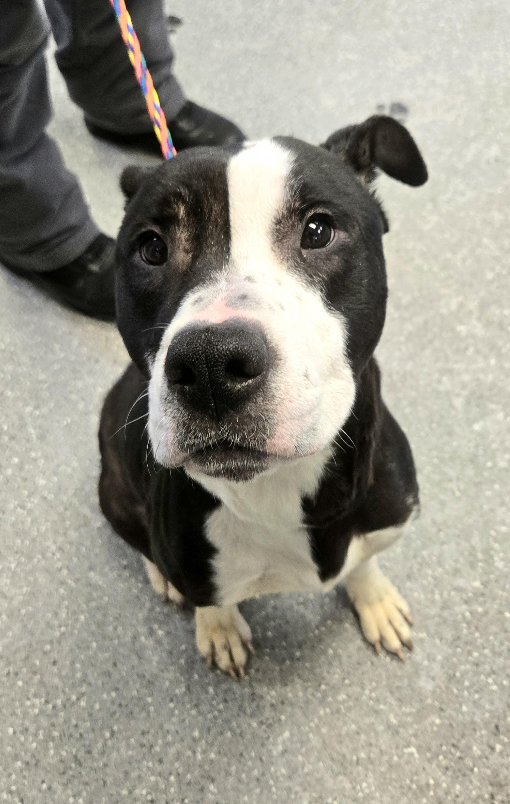 Aspen, a ADOPTABLE mixed breed in Watertown, NY image 2/2