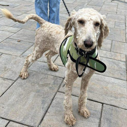 Enlarge Ivy, a Adoptable Goldendoodle in Verona, NJ image 1/5