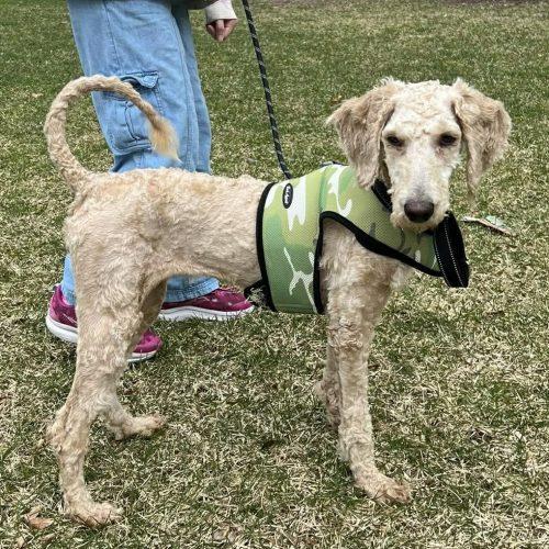 Enlarge Ivy, a Adoptable Goldendoodle in Verona, NJ image 2/5
